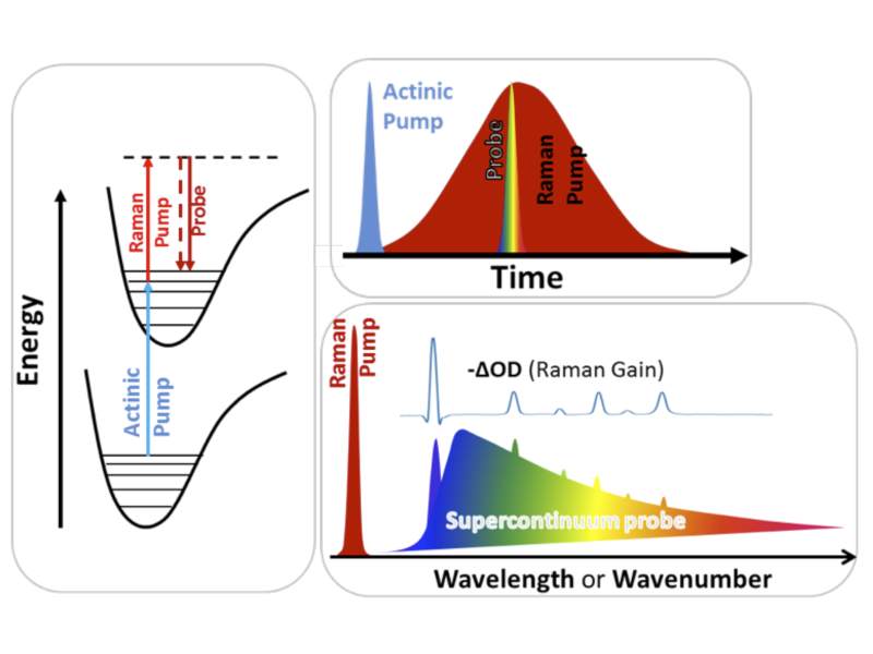 The actinic pump is short in duration and is resonant with an electronic transition in the sample of interest.  It instigates a photochemical change in the sample