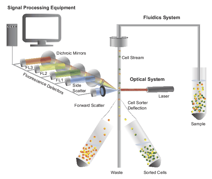 Flow cytometry : basic principles  What the use of flow cytometry