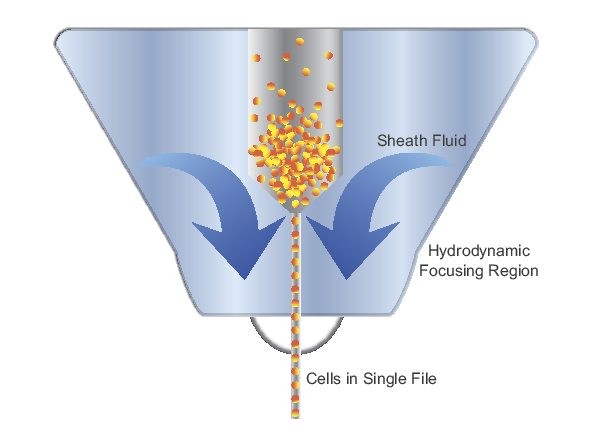 Hydrodynamic focusing produces a single stream of particles