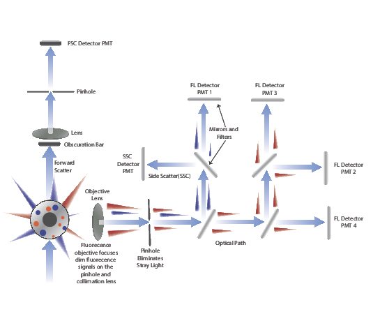 Schematic overview of the optical configuration of a typical flow cytometer setup