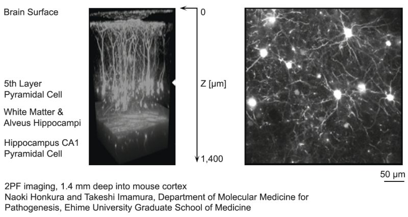 A 3D reconstructed image of a mouse cortex up to a depth of 1.4 mm using 2PF microscopy