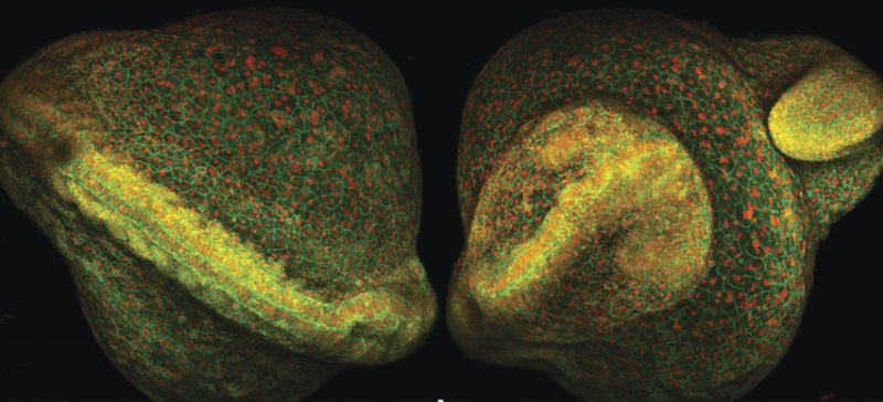 Embryo development monitored for eight hours in a live zebra fish embryo using 2PF microscopy