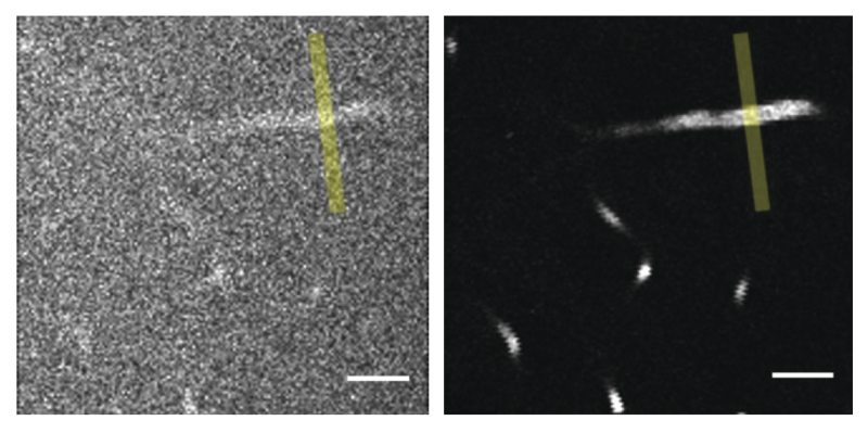 A comparison of images from 2PF and 3PF microscopy of fluorescein-labeled blood vessels 650 µm deep in a mouse cerebellum