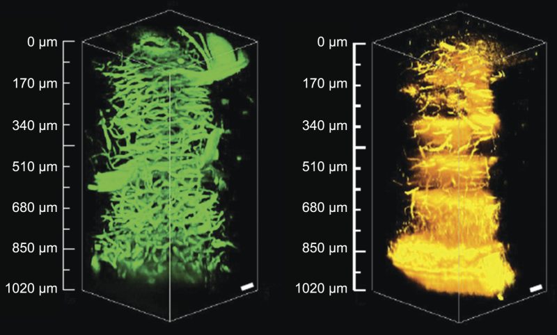 3D images from a mouse brain cerebellum extending 1 mm deep into the tissue acquired via 3PF and THG microscopy at 1.3 µm