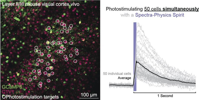 Simultaneous photostimulation of up to 50 neurons in vivo