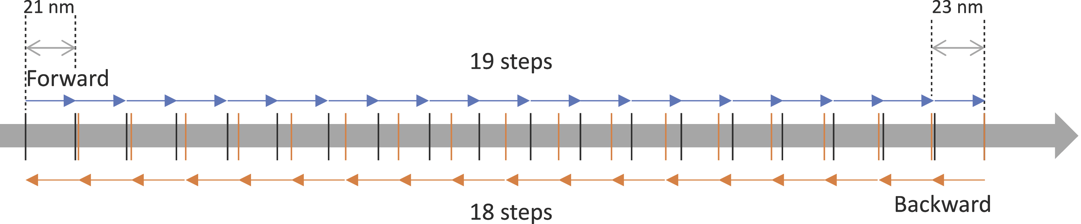 graph of The variation between forward and backwards step sizes in a Picomotor
